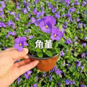 三色堇花苗盆栽
