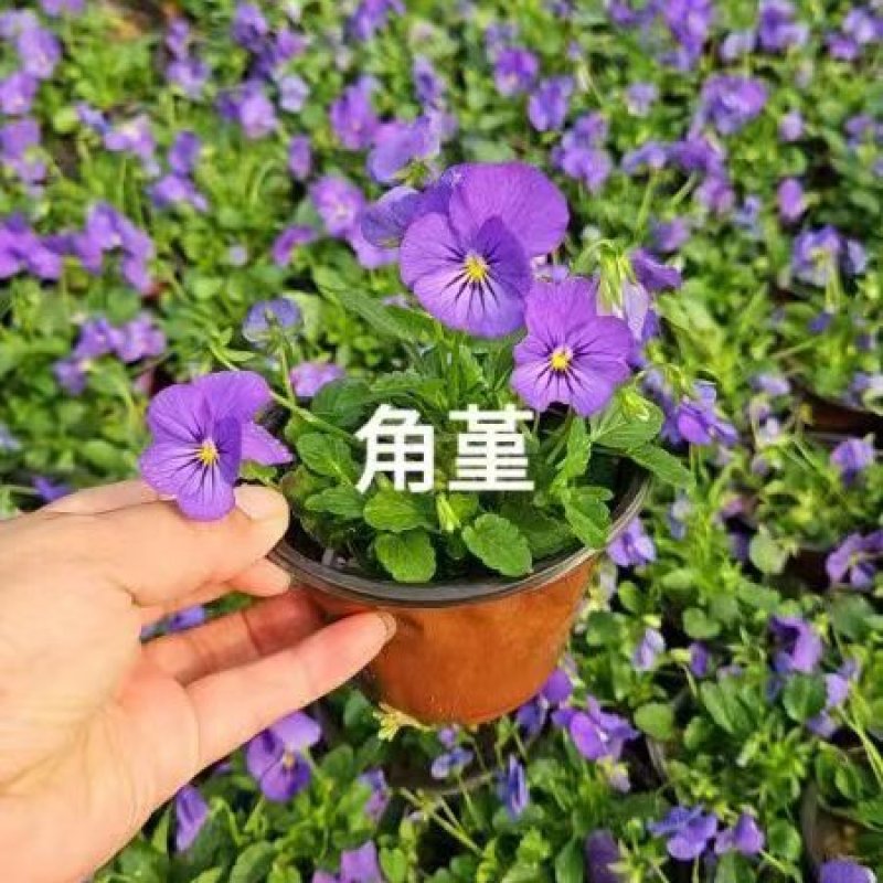 三色堇花苗盆栽