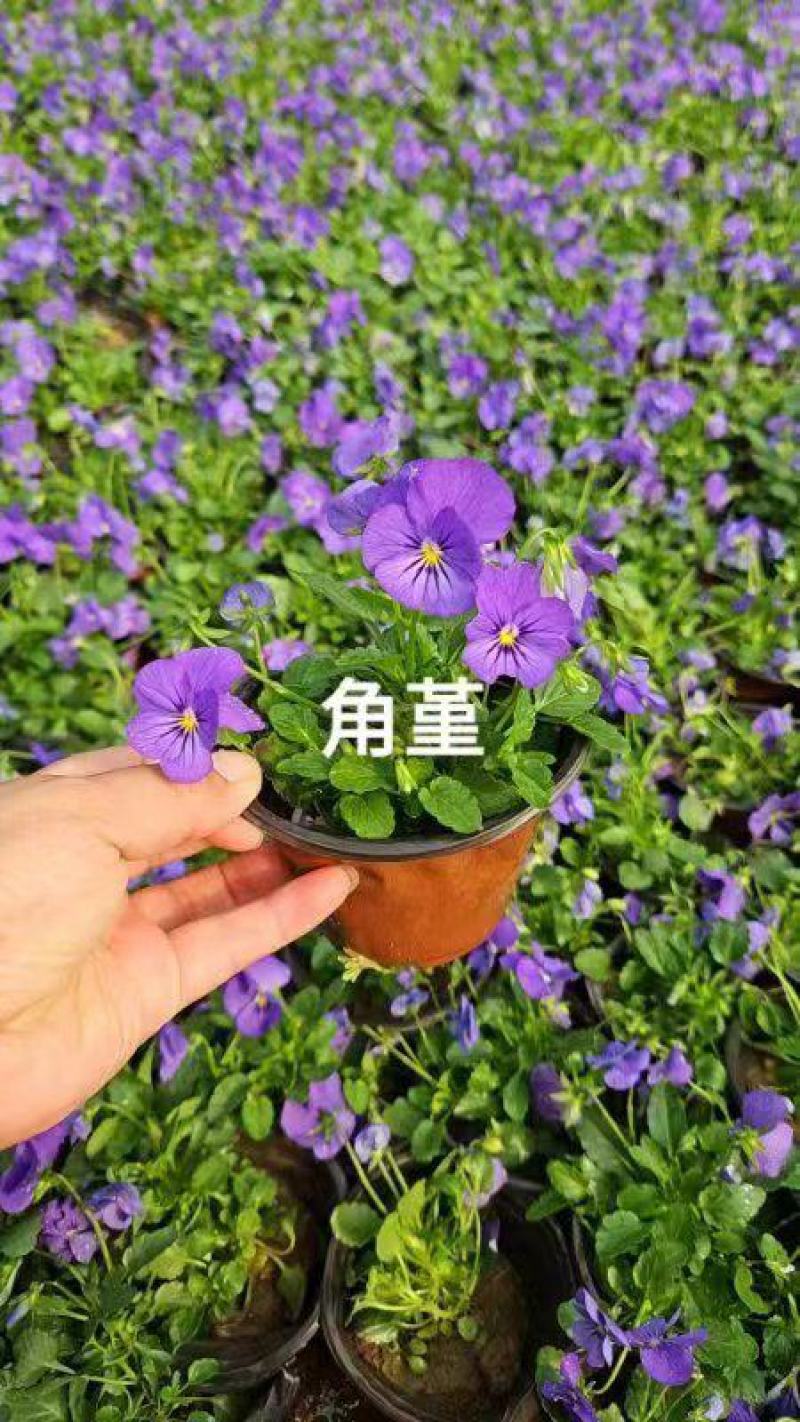 三色堇花苗盆栽