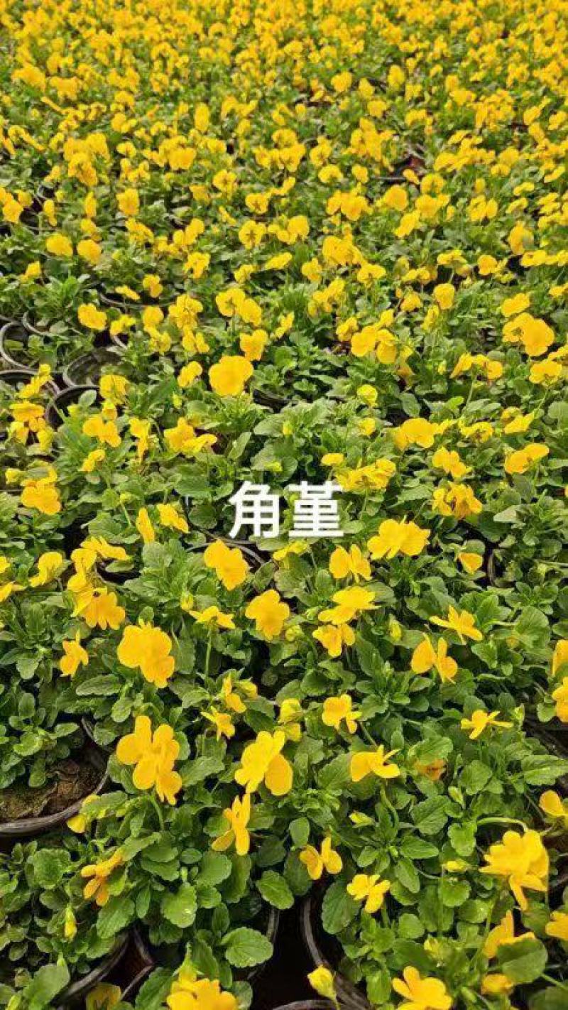 三色堇花苗盆栽