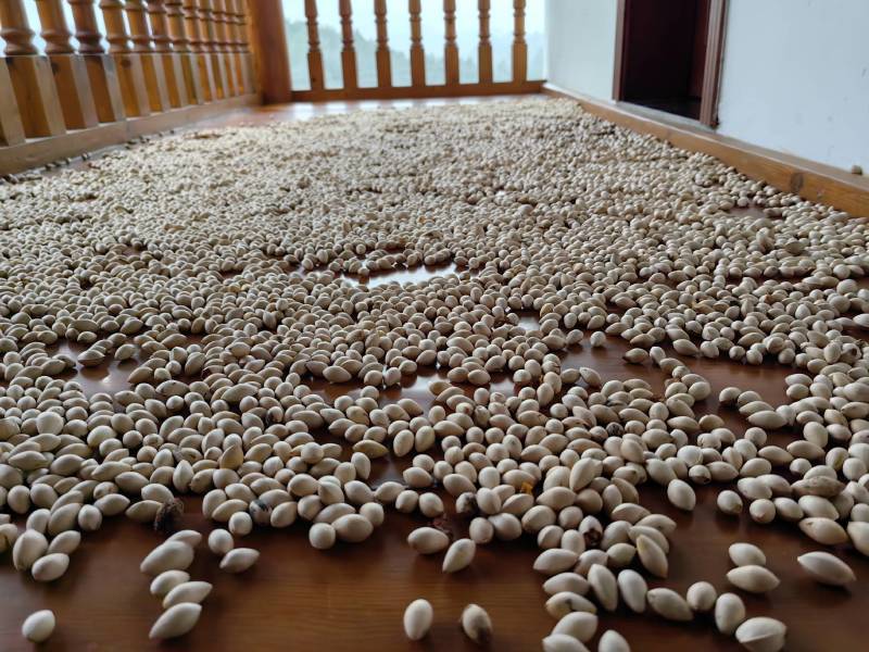 白果