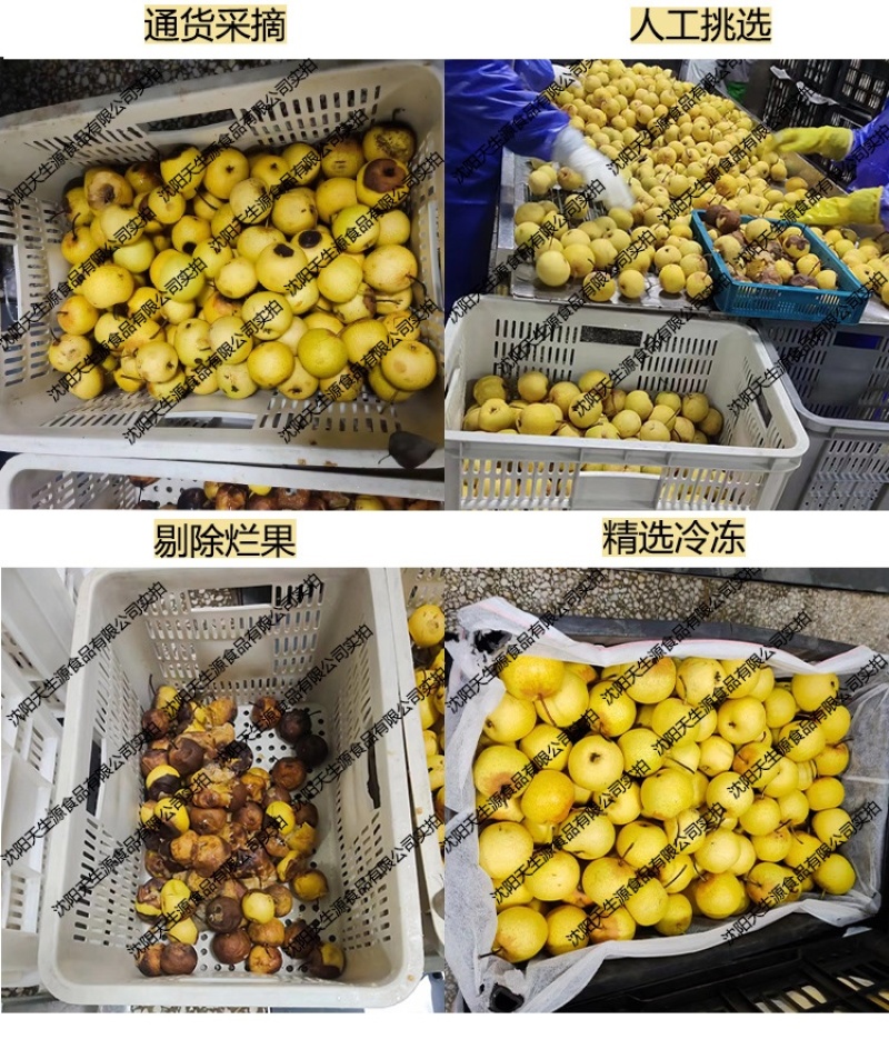 2024新东北冻梨东北大冻梨冷冻延吉苹果梨
