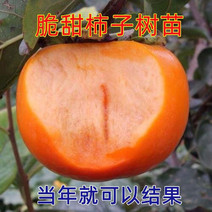 柿子树苗阳丰太秋罗田甜柿现摘现吃不用脱涩包品种成活率
