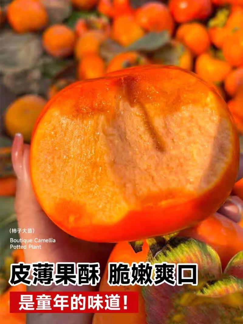 柿子树苗阳丰太秋罗田甜柿现摘现吃不用脱涩包品种成活率