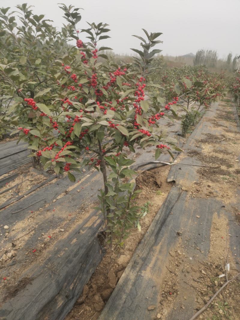 北美冬青奥斯特切枝美斯特盆栽苗不怕冻
