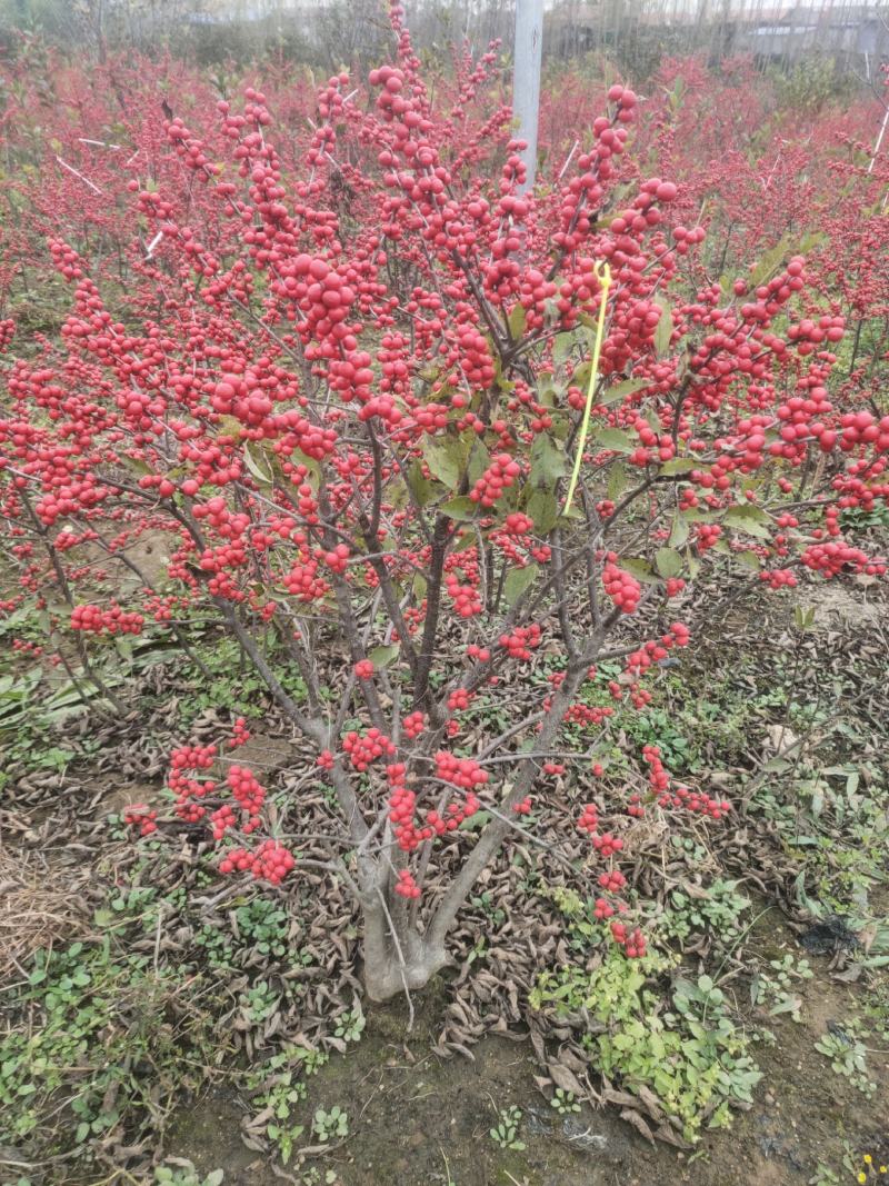 北美冬青奥斯特切枝美斯特盆栽苗不怕冻