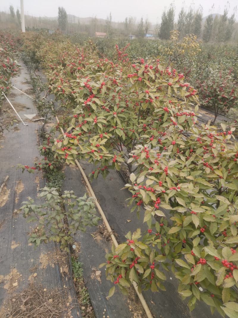 北美冬青奥斯特切枝美斯特盆栽苗不怕冻