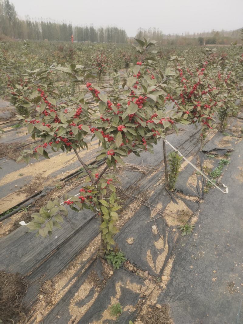 北美冬青奥斯特切枝美斯特盆栽苗不怕冻