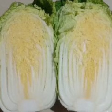 精品黄心小娃娃菜上市中