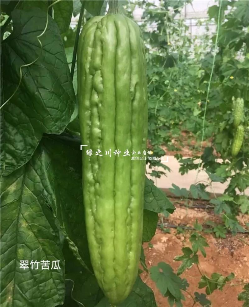 南方热销正源翠竹苦瓜种子高产大肉绿苦瓜种子耐寒早熟性好