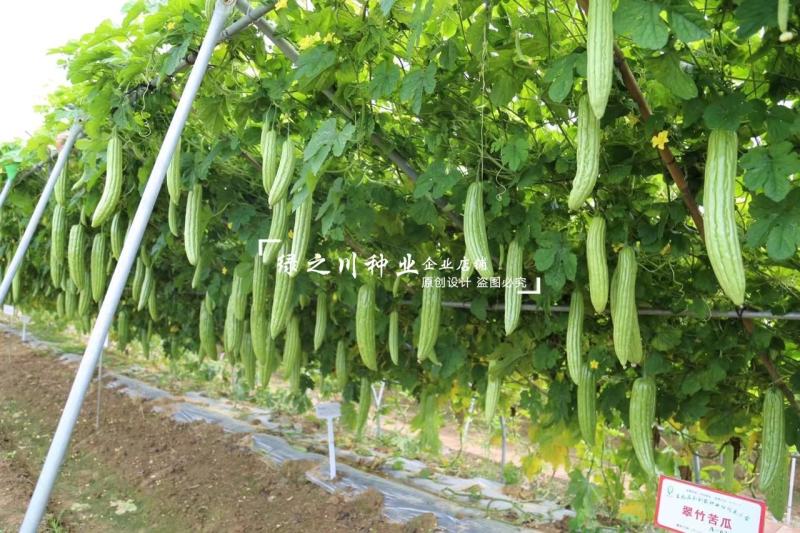 南方热销正源翠竹苦瓜种子高产大肉绿苦瓜种子耐寒早熟性好