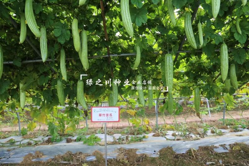 南方热销正源翠竹苦瓜种子高产大肉绿苦瓜种子耐寒早熟性好