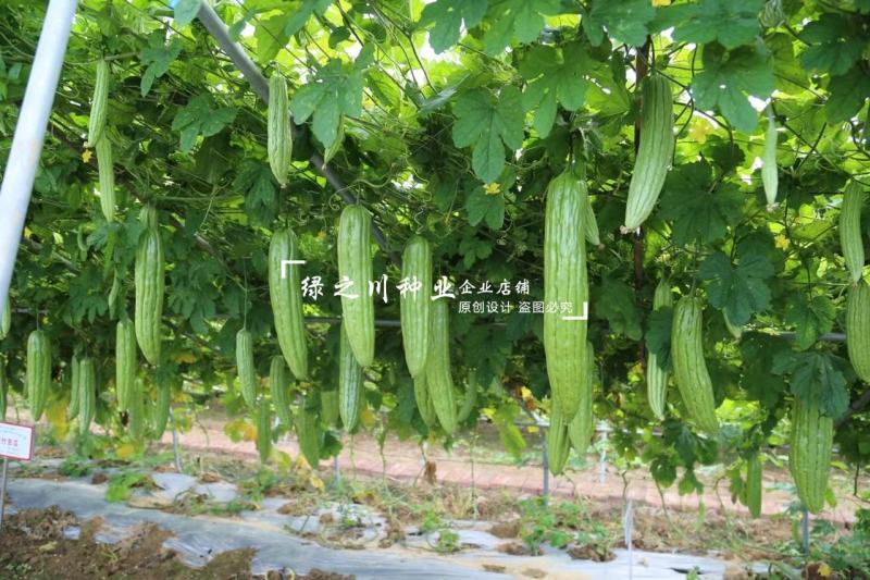 南方热销正源翠竹苦瓜种子高产大肉绿苦瓜种子耐寒早熟性好