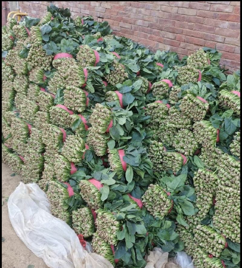 大叶菠菜基地现割，支持全国发，需要的老板联系价格不高