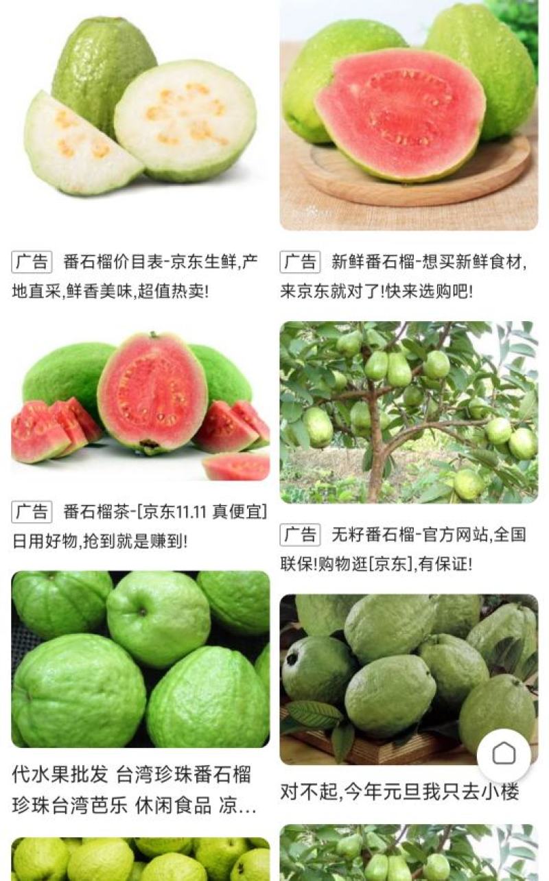 番石榴种苗石榴树苗花稔嫁接种苗台湾红宝石芭乐西瓜红珍珠白