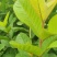 番石榴种苗石榴树苗花稔嫁接种苗台湾红宝石芭乐西瓜红珍珠白