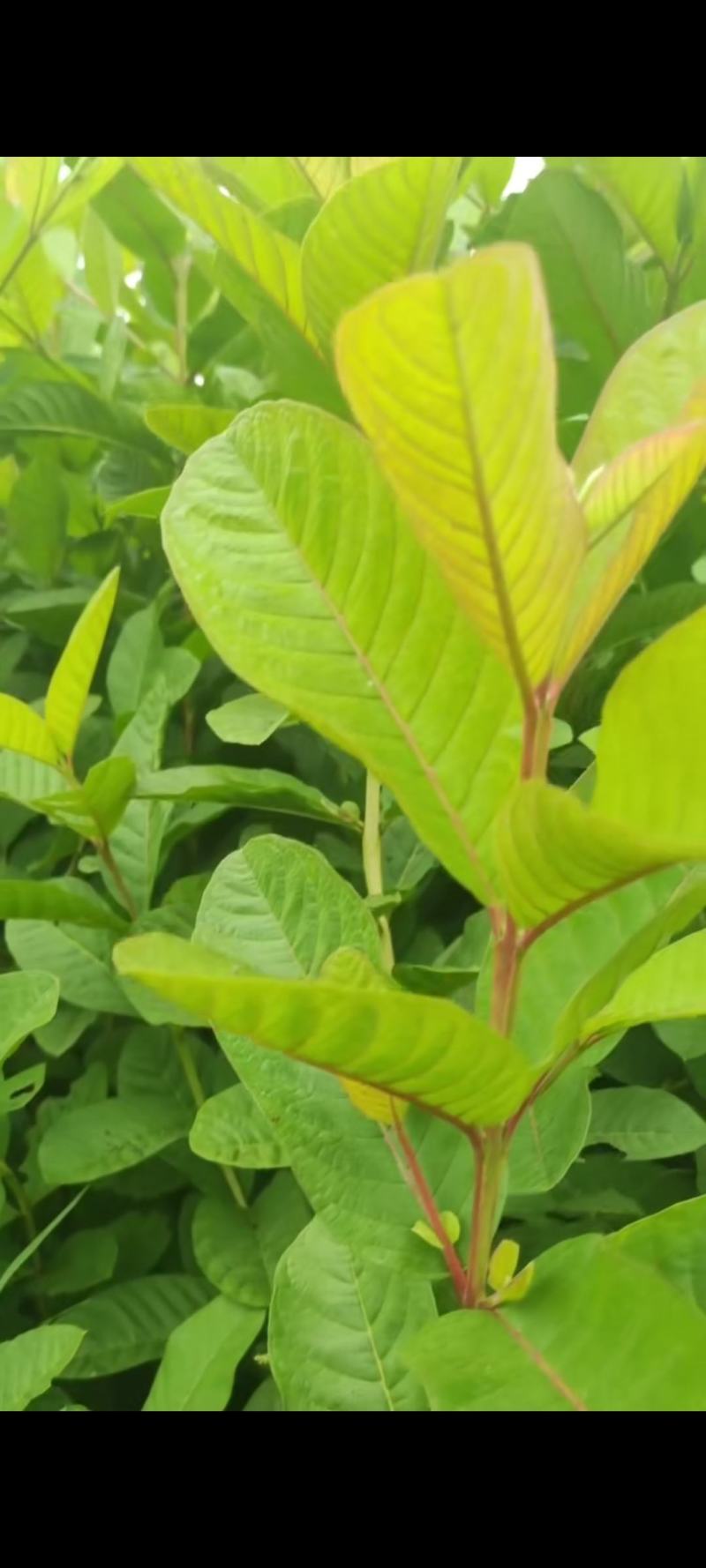 番石榴种苗石榴树苗花稔嫁接种苗台湾红宝石芭乐西瓜红珍珠白