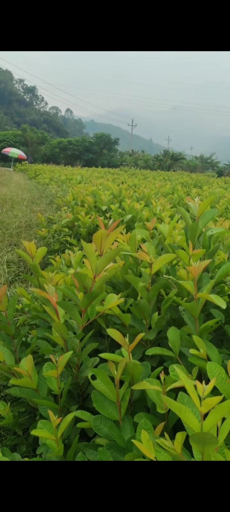 番石榴种苗石榴树苗花稔嫁接种苗台湾红宝石芭乐西瓜红珍珠白