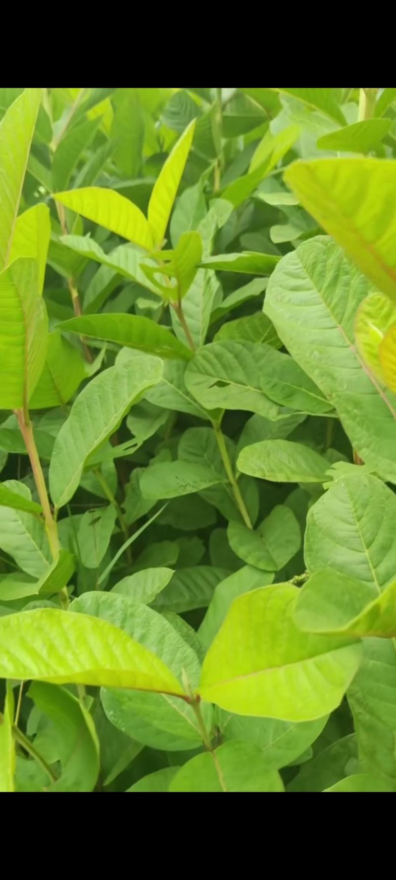 番石榴种苗石榴树苗花稔嫁接种苗台湾红宝石芭乐西瓜红珍珠白