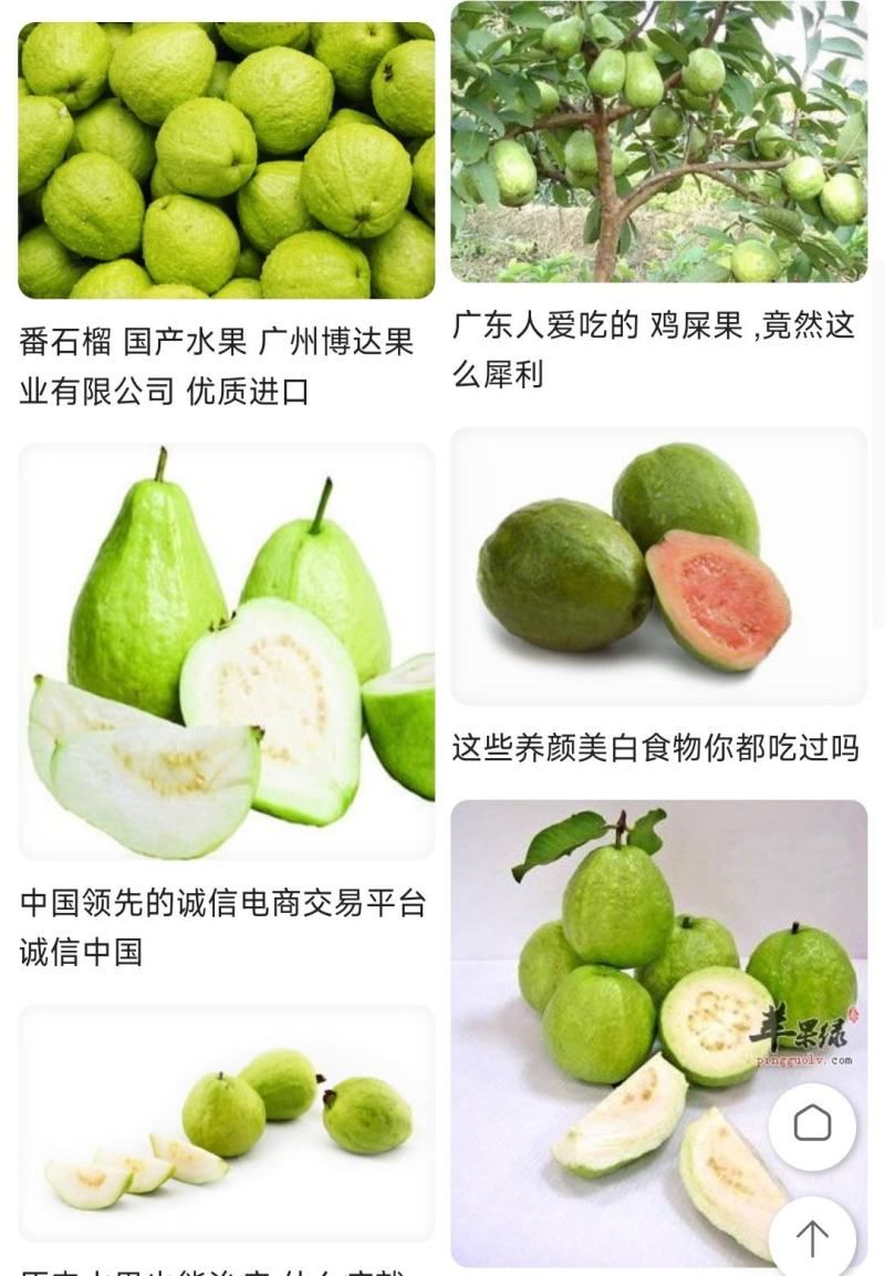 番石榴种苗石榴树苗花稔嫁接种苗台湾红宝石芭乐西瓜红珍珠白
