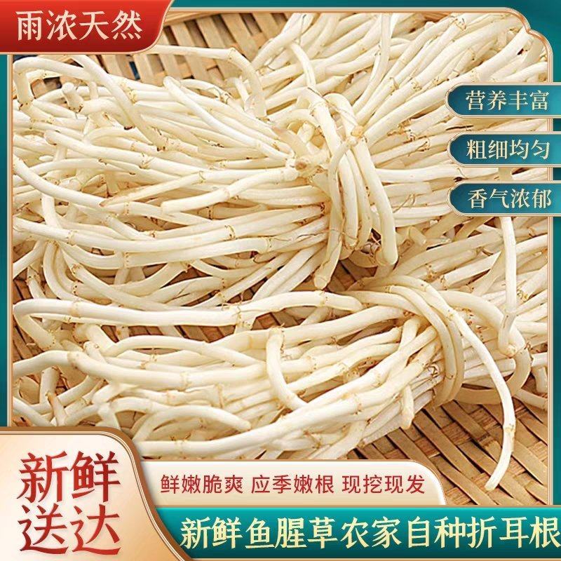 鱼腥草节节根产地一手货源保质保量量大从优