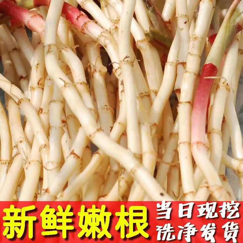 鱼腥草节节根产地一手货源保质保量量大从优