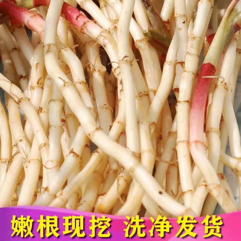 鱼腥草节节根产地一手货源保质保量量大从优
