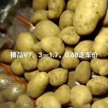 【V7土豆】大量上市货源充足内蒙古产地直供对接商超