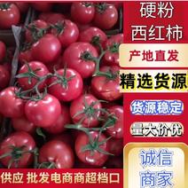 【硬粉西红柿连云港西红柿沙瓤串果原产地质量保证