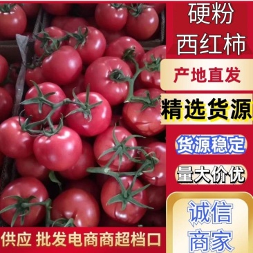 硬粉西红柿寿光西红柿沙瓤串果原产地质量保证