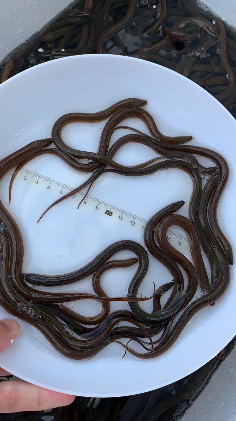 优选黄鳝苗淡水养殖存活率高适应能力强现货直发