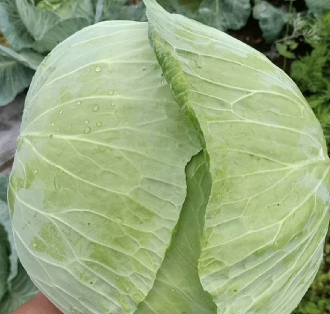 羽衣甘蓝植物特写