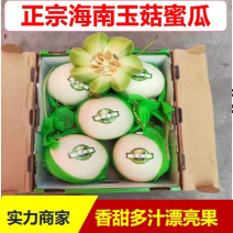 【实力】海南玉菇甜瓜-可供应商超-量大从优-保质保量