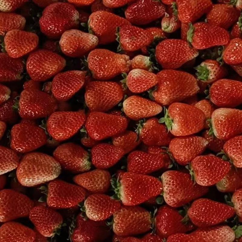 精选新鲜奶油草莓，大量上市，甜美多汁，饱满鲜红且现货