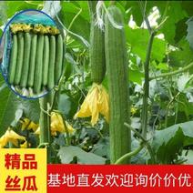 连云港丝瓜精品鲜花丝瓜产地直销35—40厘米