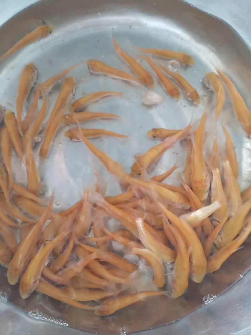 优选优质金丝草鱼苗淡水养殖广州批发产地直销百万现货