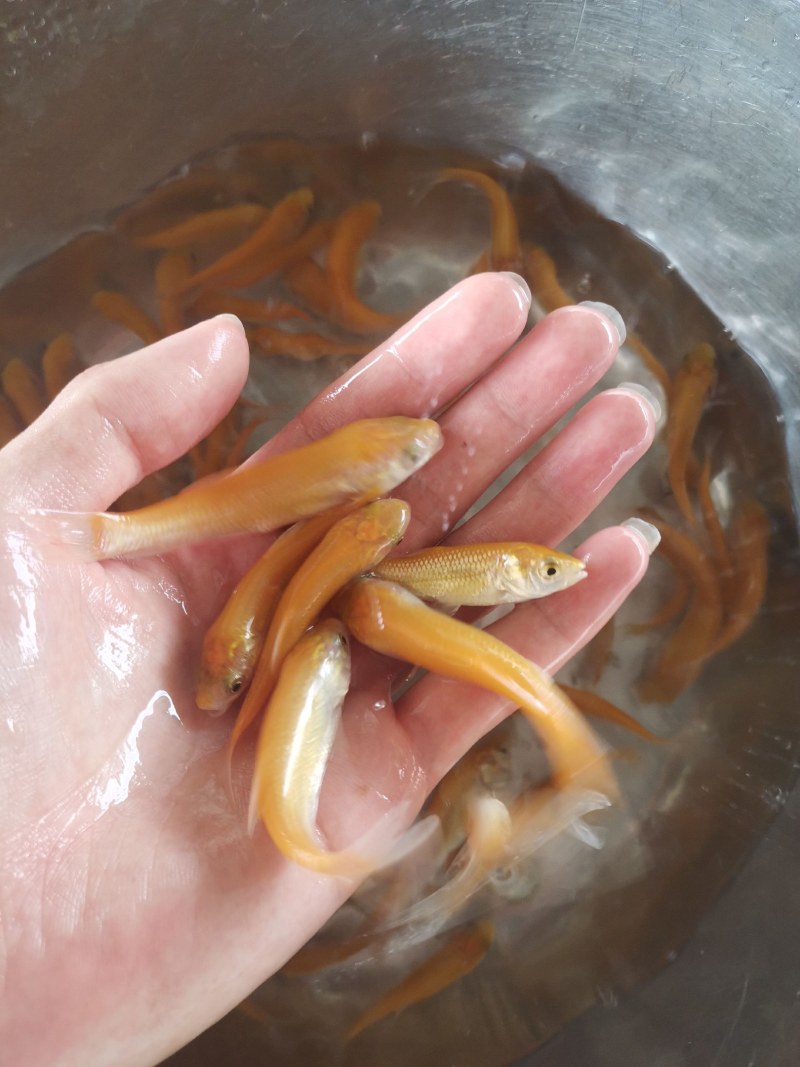 优选优质金丝草鱼苗淡水养殖广州批发产地直销百万现货
