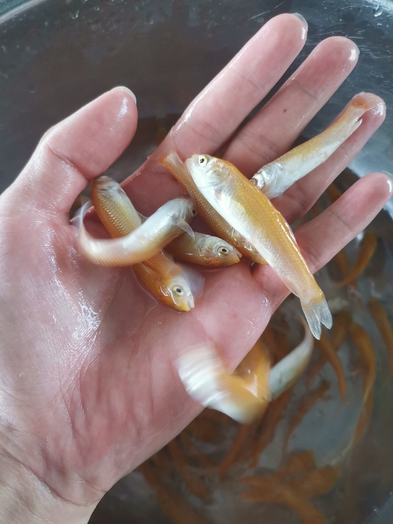 优选优质金丝草鱼苗淡水养殖广州批发产地直销百万现货