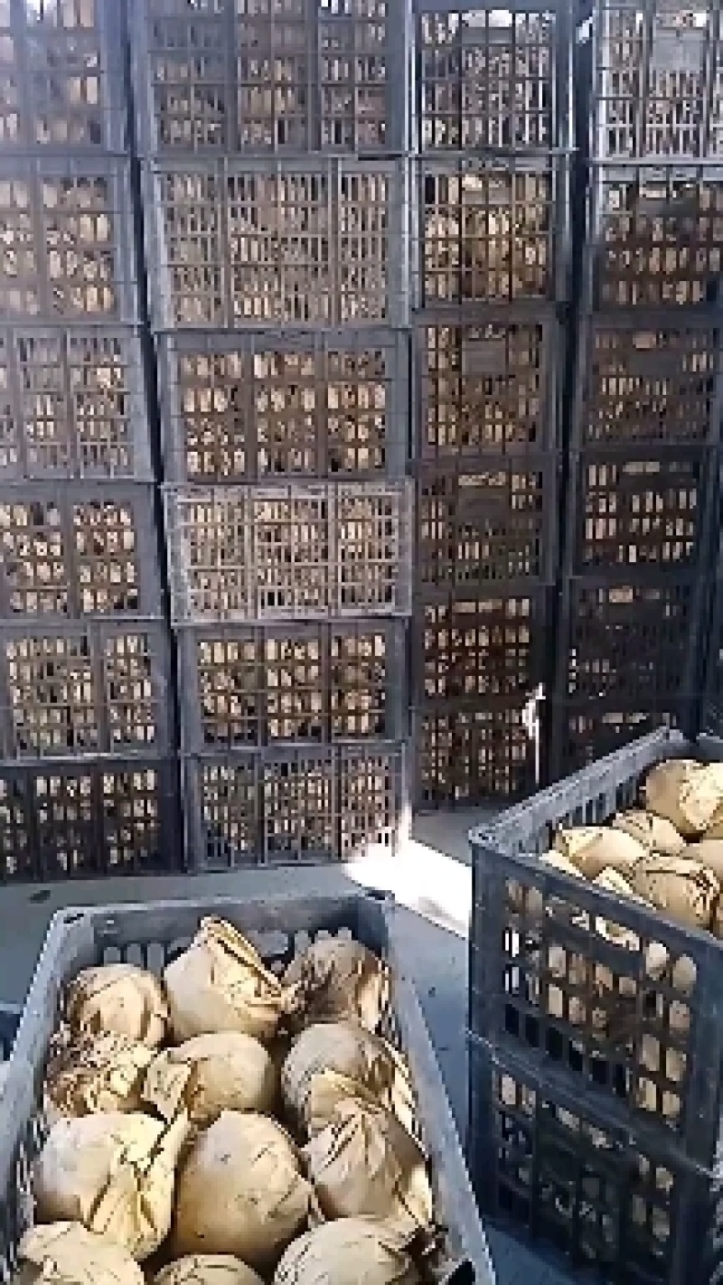 江苏省连云港市东海县，沙澧特金果梨，核小无渣，口感脆甜，