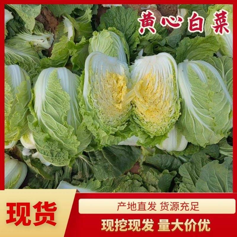 山东滕州黄心白菜大白菜大量供应产地直发货源充足