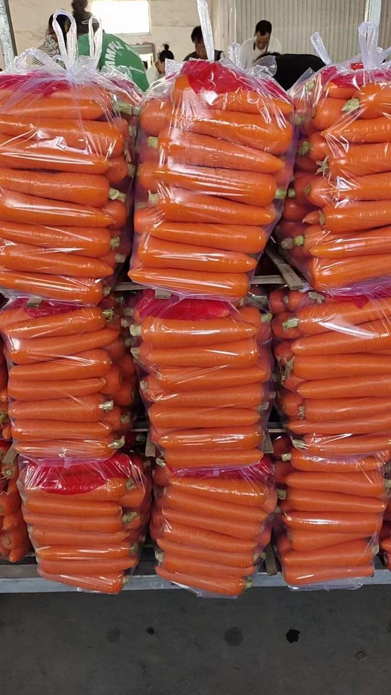 【精品】胡萝卜，产地一手货源，质量保证，欢迎来电咨询