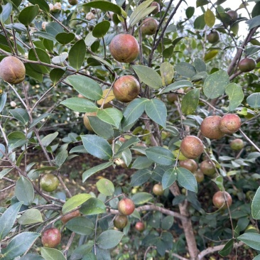 油茶鲜果