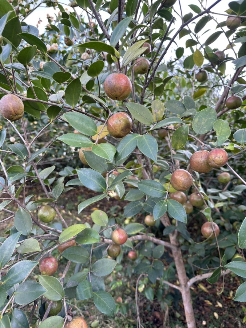 油茶鲜果