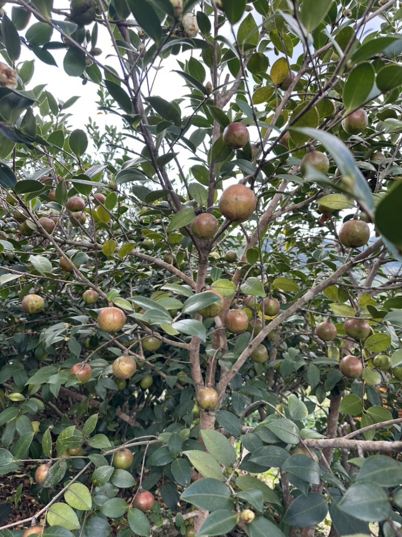 油茶鲜果