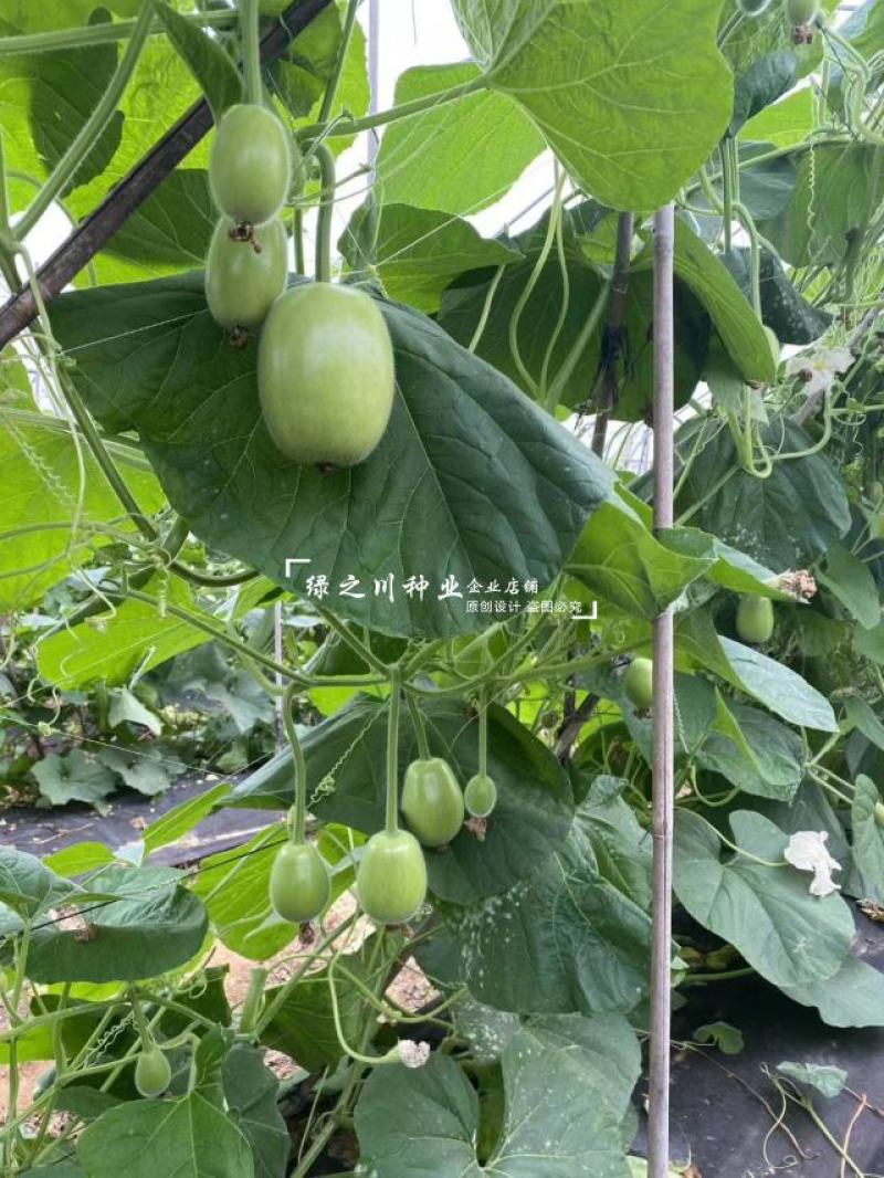早熟正源玉玲珑瓠瓜种子串铃瓠子种籽青瓜椭圆形蒲瓜种子春秋
