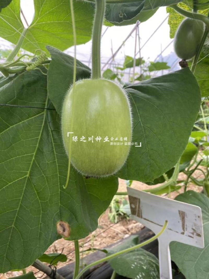 早熟正源玉玲珑瓠瓜种子串铃瓠子种籽青瓜椭圆形蒲瓜种子春秋
