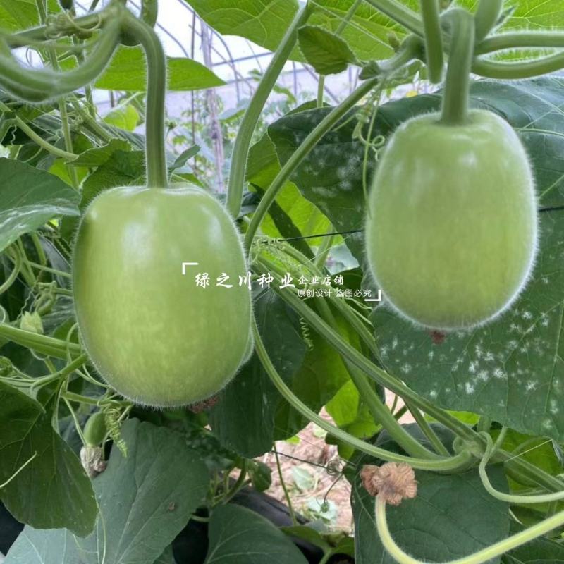 早熟正源玉玲珑瓠瓜种子串铃瓠子种籽青瓜椭圆形蒲瓜种子春秋