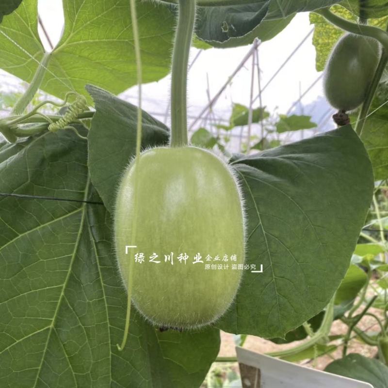 早熟正源玉玲珑瓠瓜种子串铃瓠子种籽青瓜椭圆形蒲瓜种子春秋