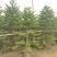2311苗圃基地供应南洋杉1-6米高圣诞树袋苗
