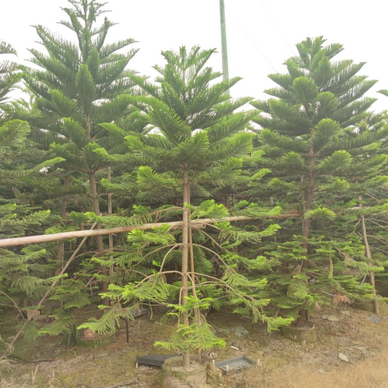 2311苗圃基地供应南洋杉1-6米高圣诞树袋苗